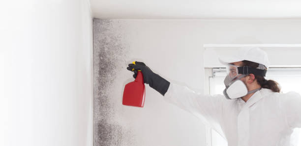 Best Basement Mold Remediation in Uniontown, AL